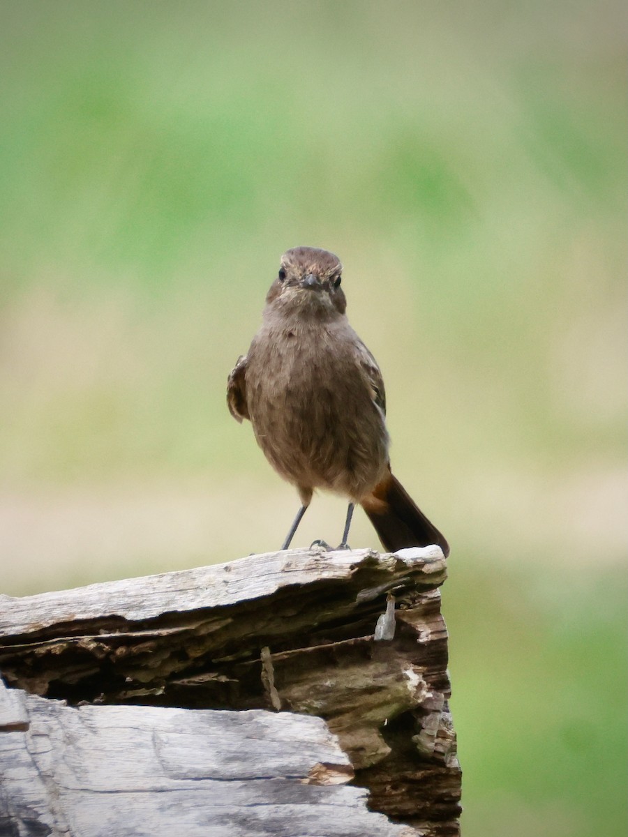 Pied Bushchat - ML644067519