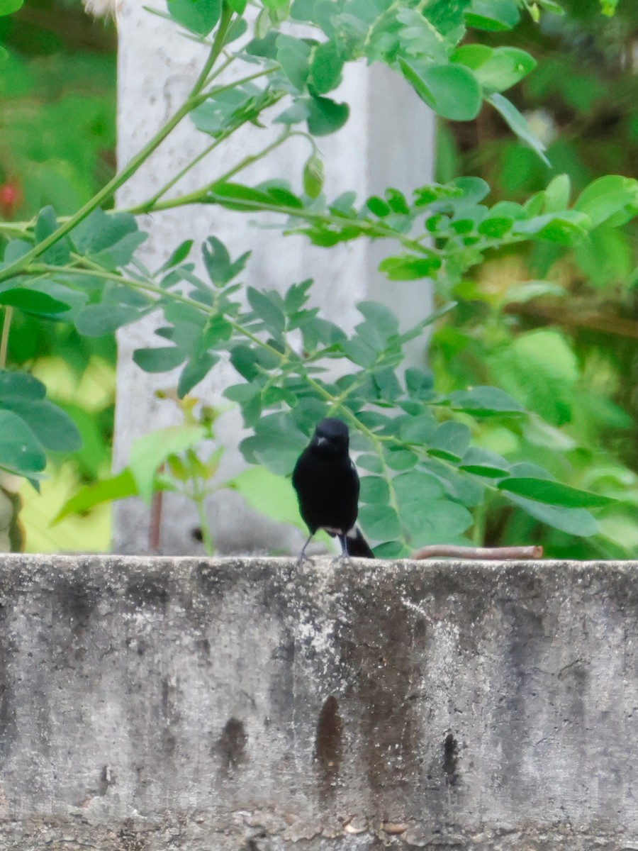 Pied Bushchat - ML644067520