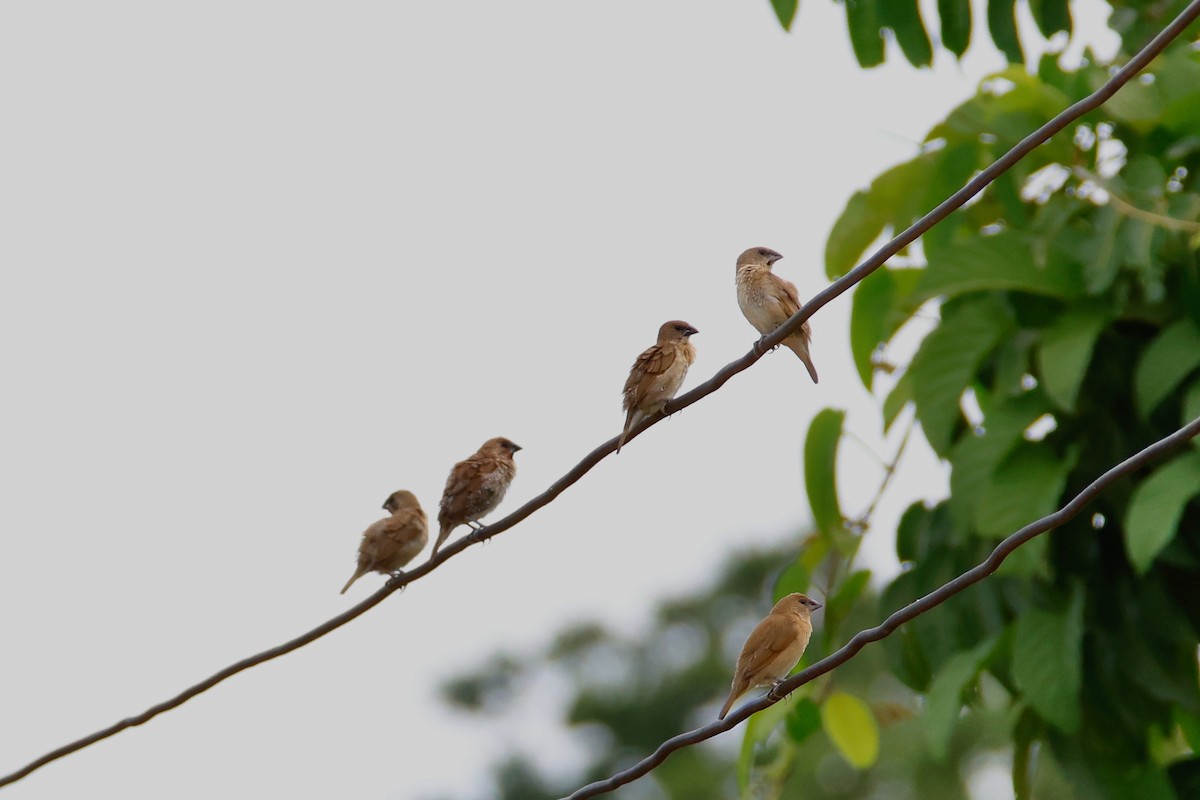 Scaly-breasted Munia - ML644067521