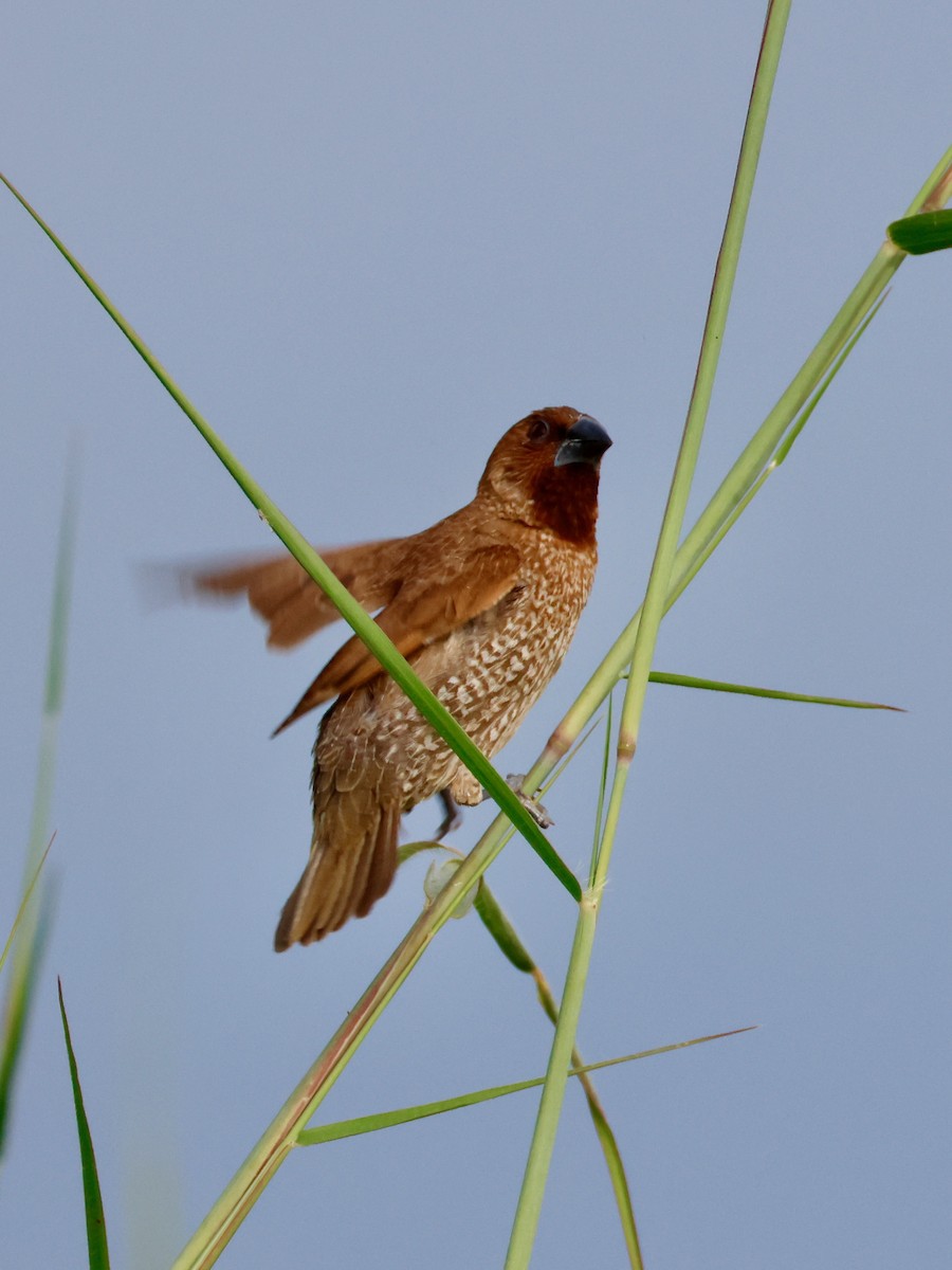 Scaly-breasted Munia - ML644067522