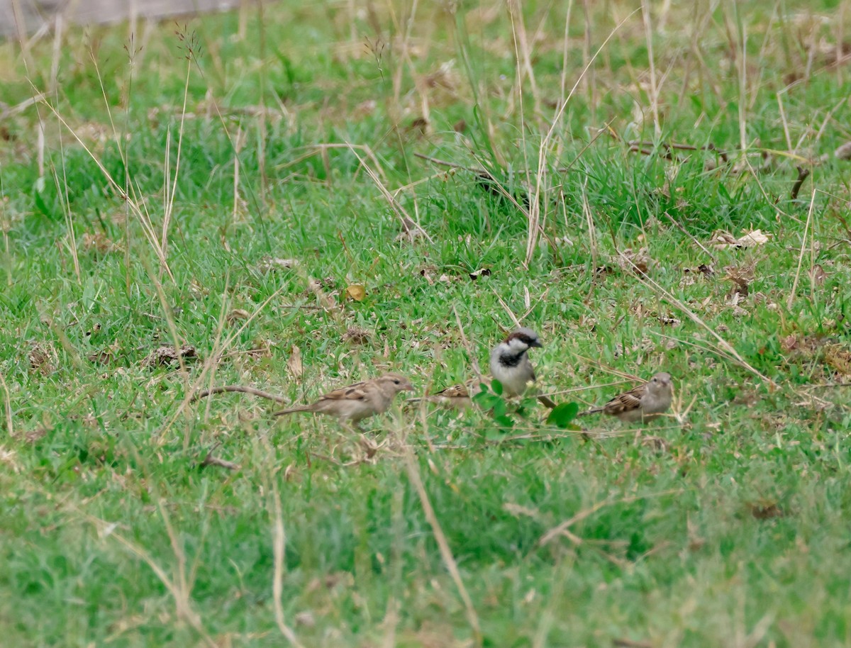 House Sparrow - ML644067524
