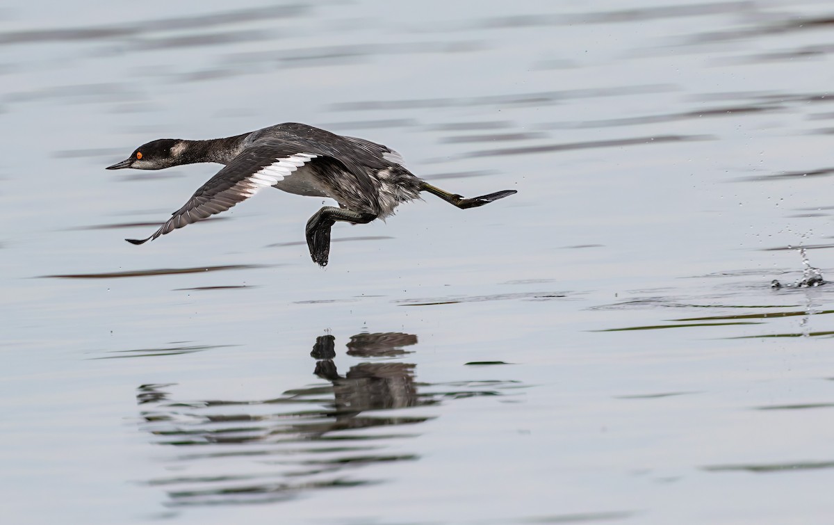Eared Grebe - ML644067525