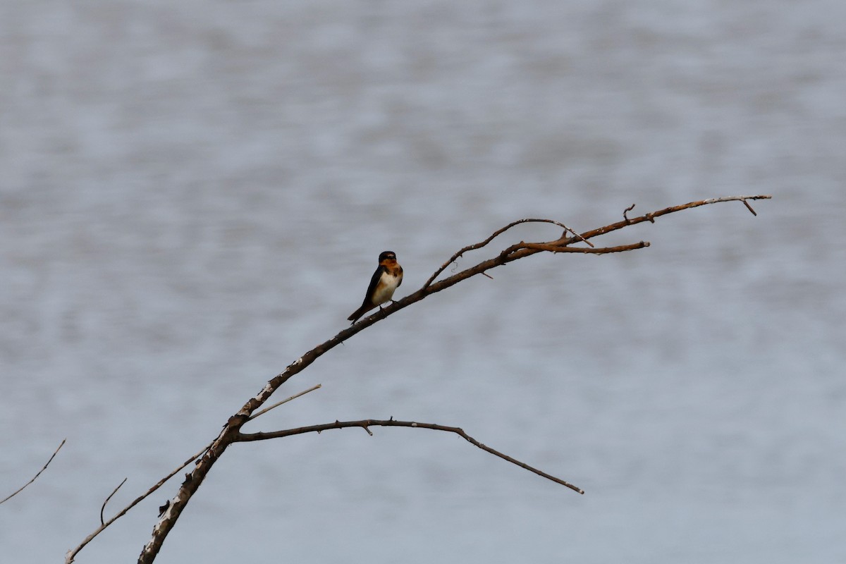 Barn Swallow - ML644067529