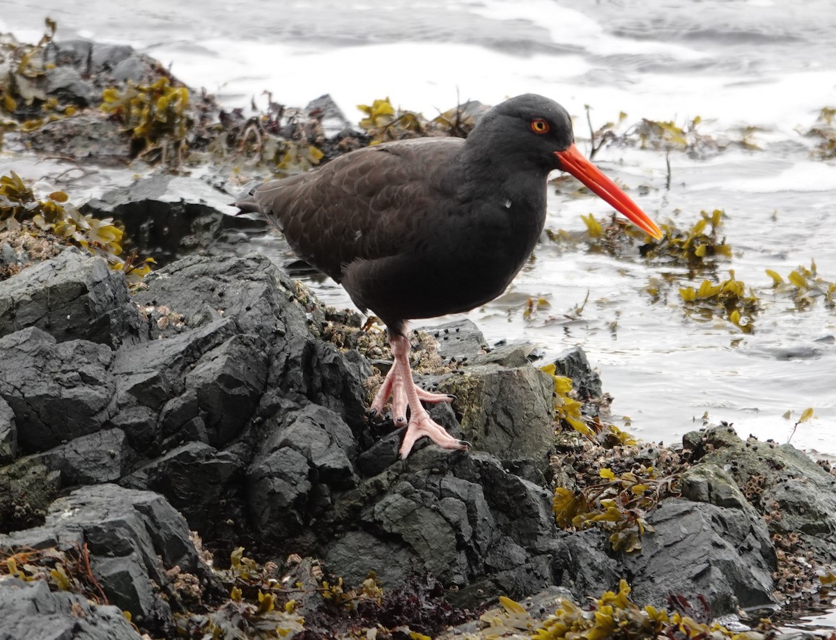 Black Oystercatcher - ML644067530