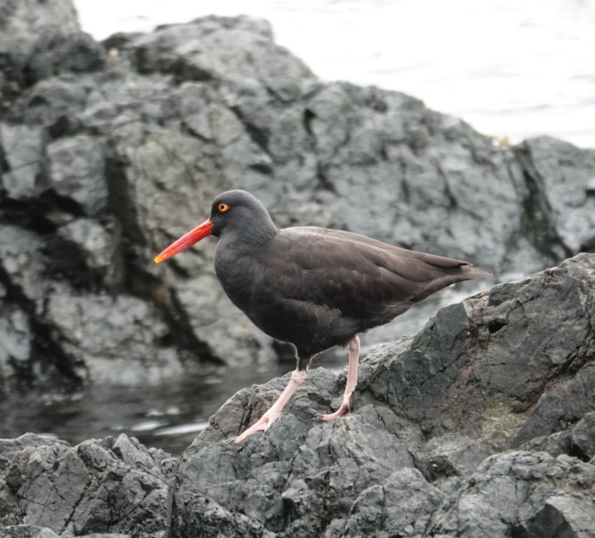 Black Oystercatcher - ML644067531