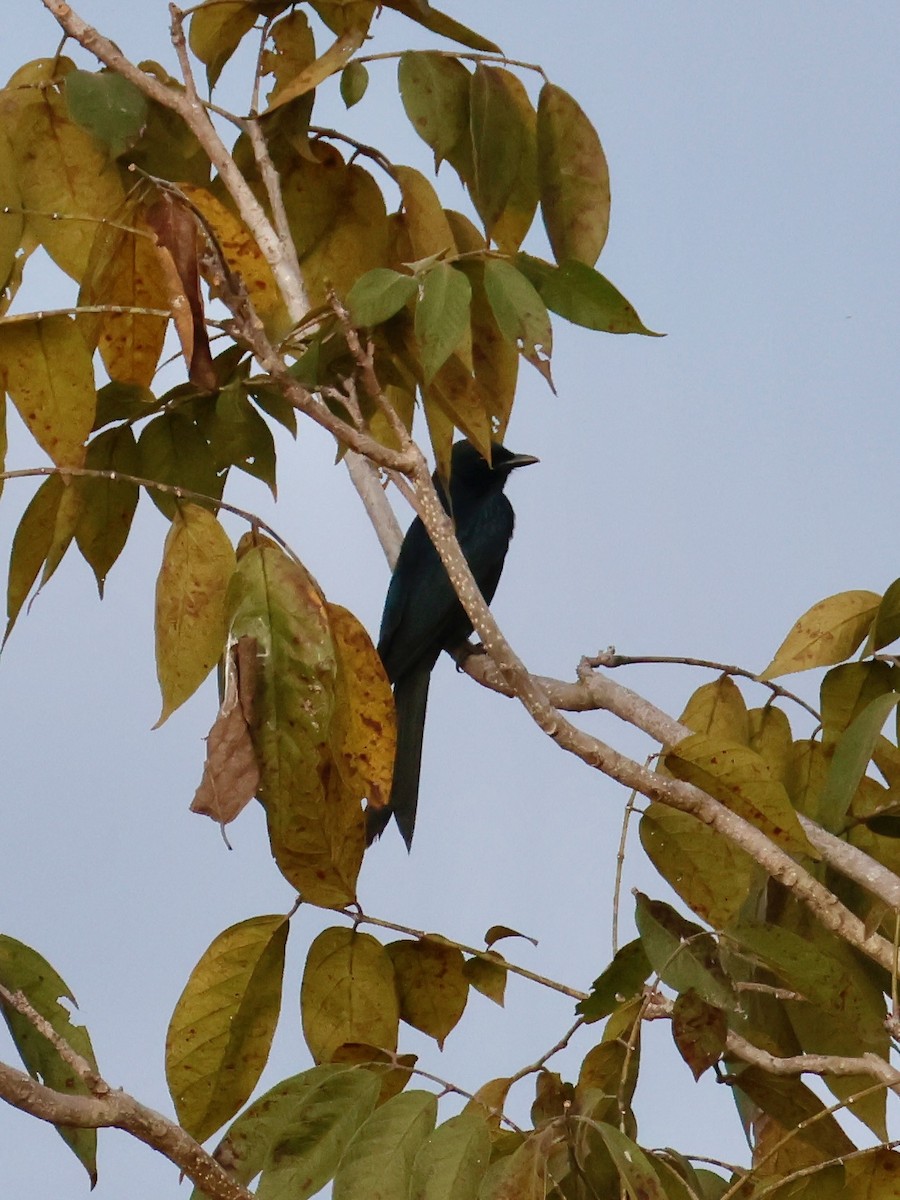 Black Drongo - ML644067532