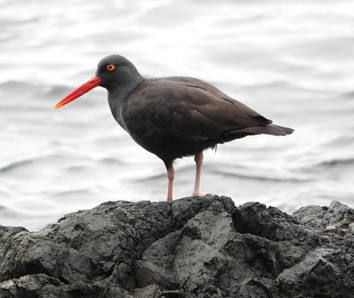Black Oystercatcher - ML644067533