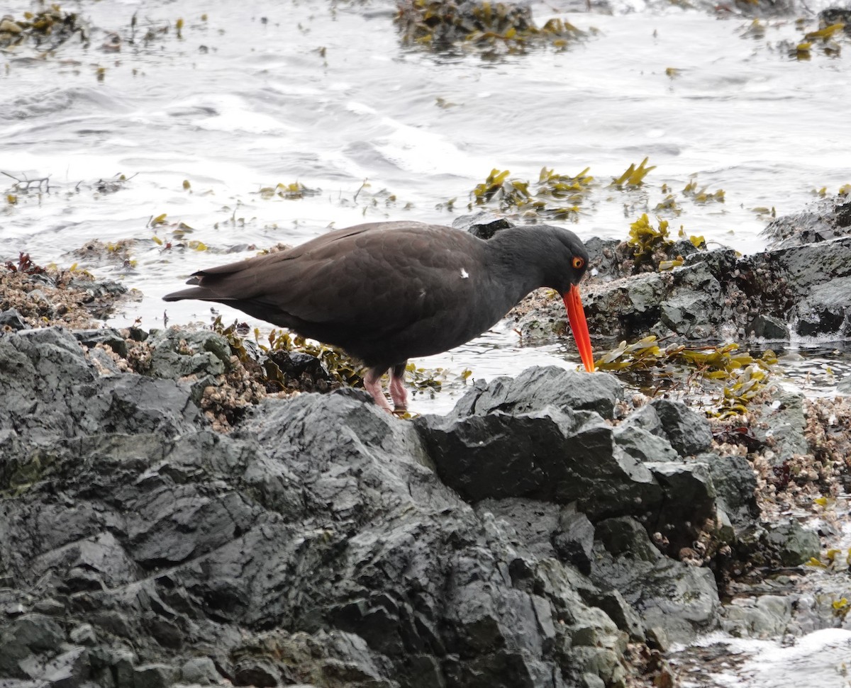 Black Oystercatcher - ML644067534