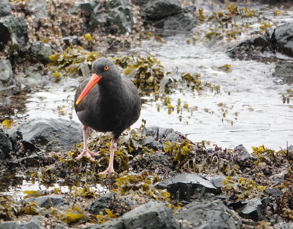 Black Oystercatcher - ML644067535
