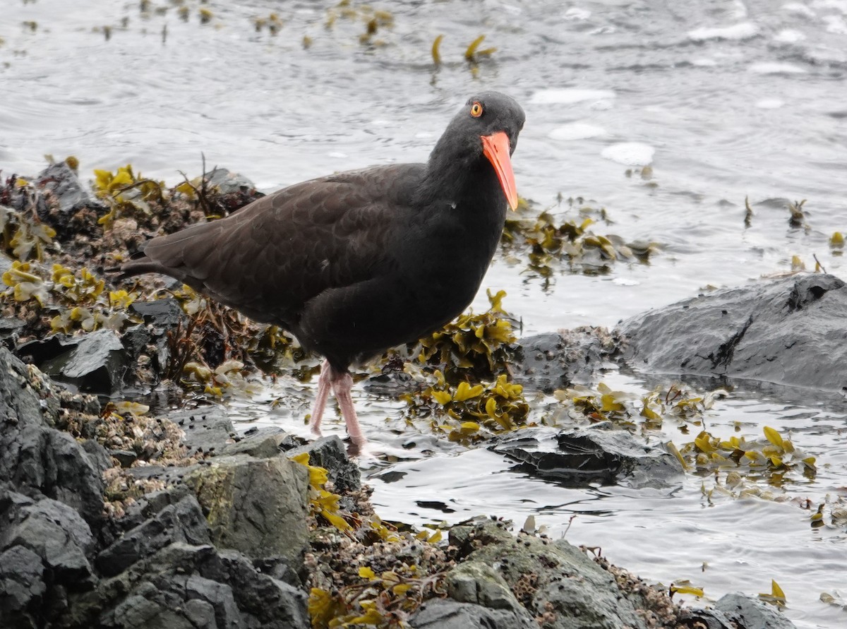 Black Oystercatcher - ML644067536