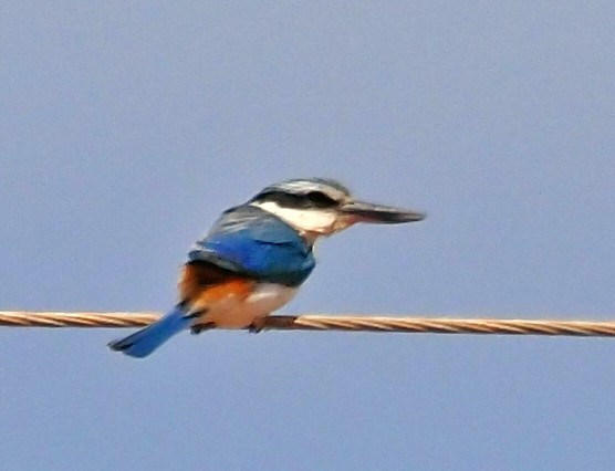 Red-backed Kingfisher - ML644067537