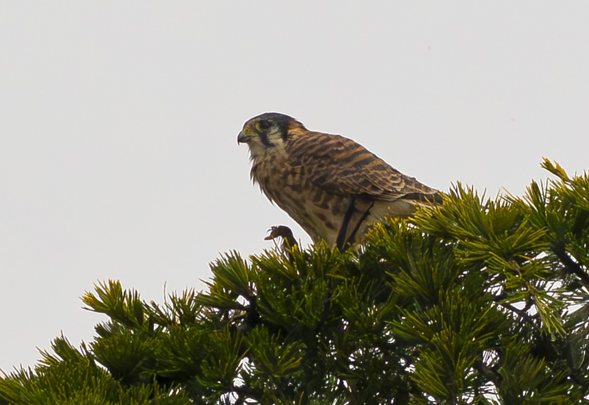 American Kestrel - ML644067538