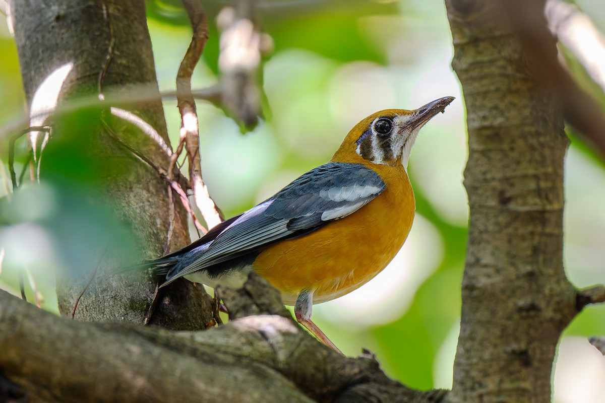 Orange-headed Thrush - ML644067539