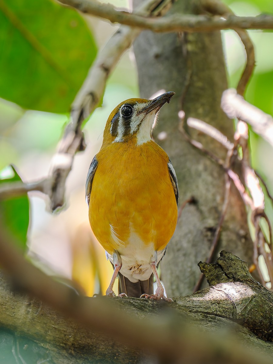 Orange-headed Thrush - ML644067540