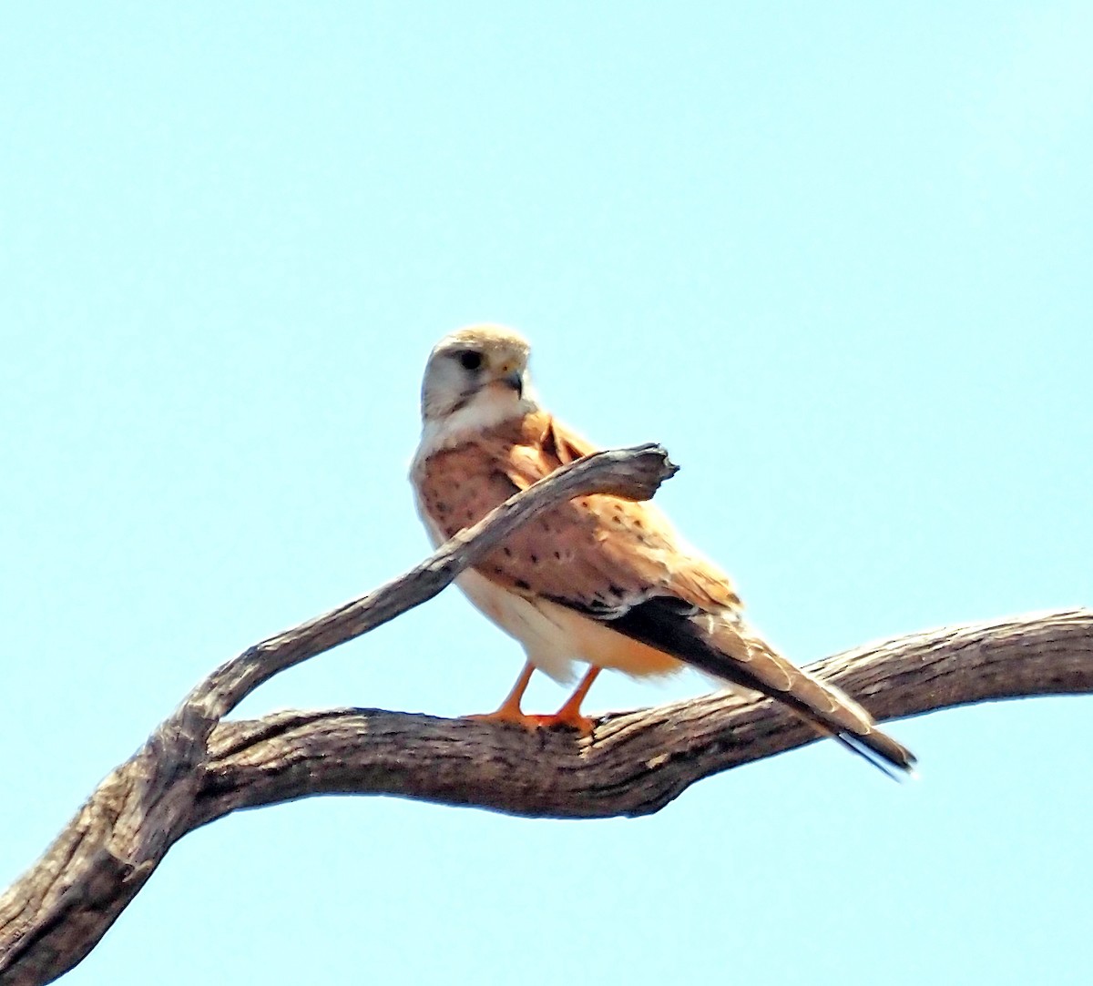 Nankeen Kestrel - ML644067541
