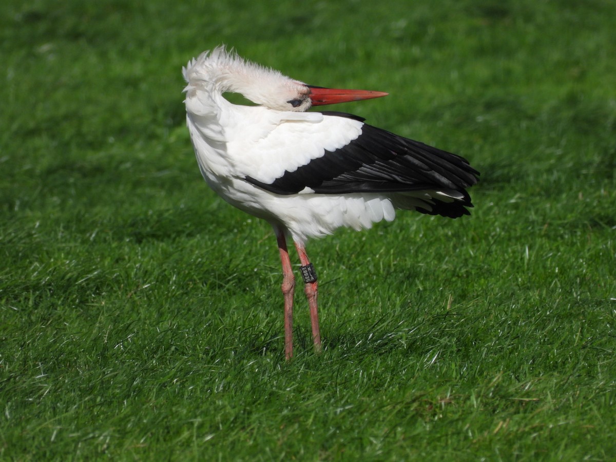 White Stork - ML644067542
