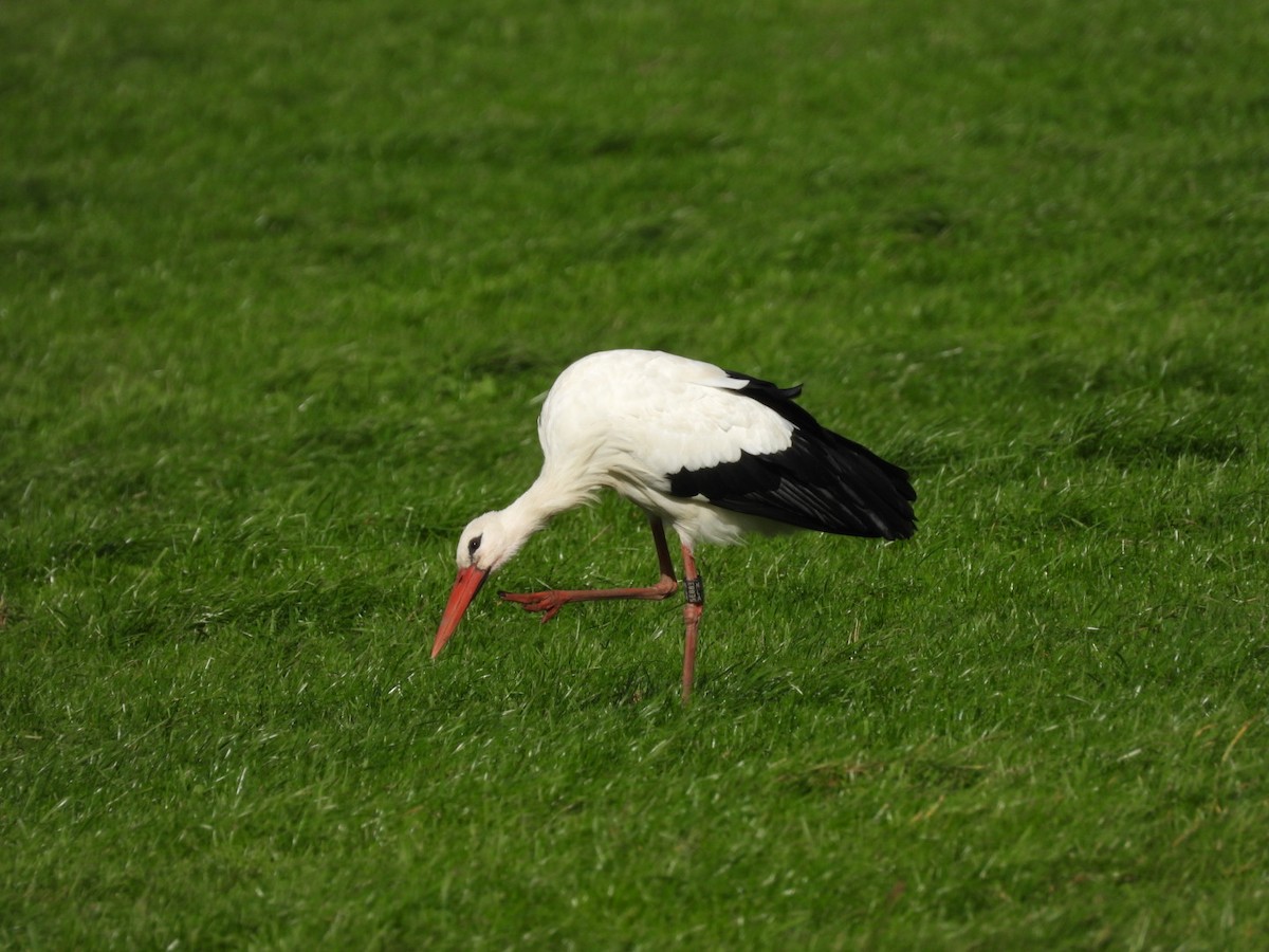 White Stork - ML644067543