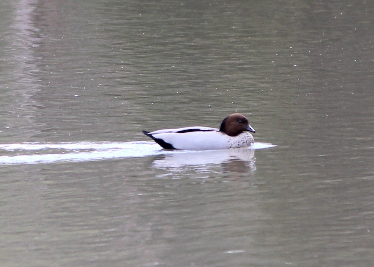 Maned Duck - ML644067544