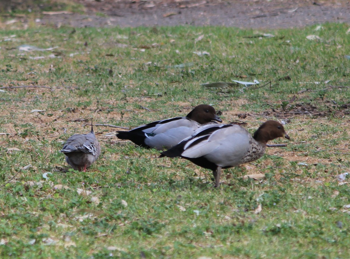 Maned Duck - ML644067545