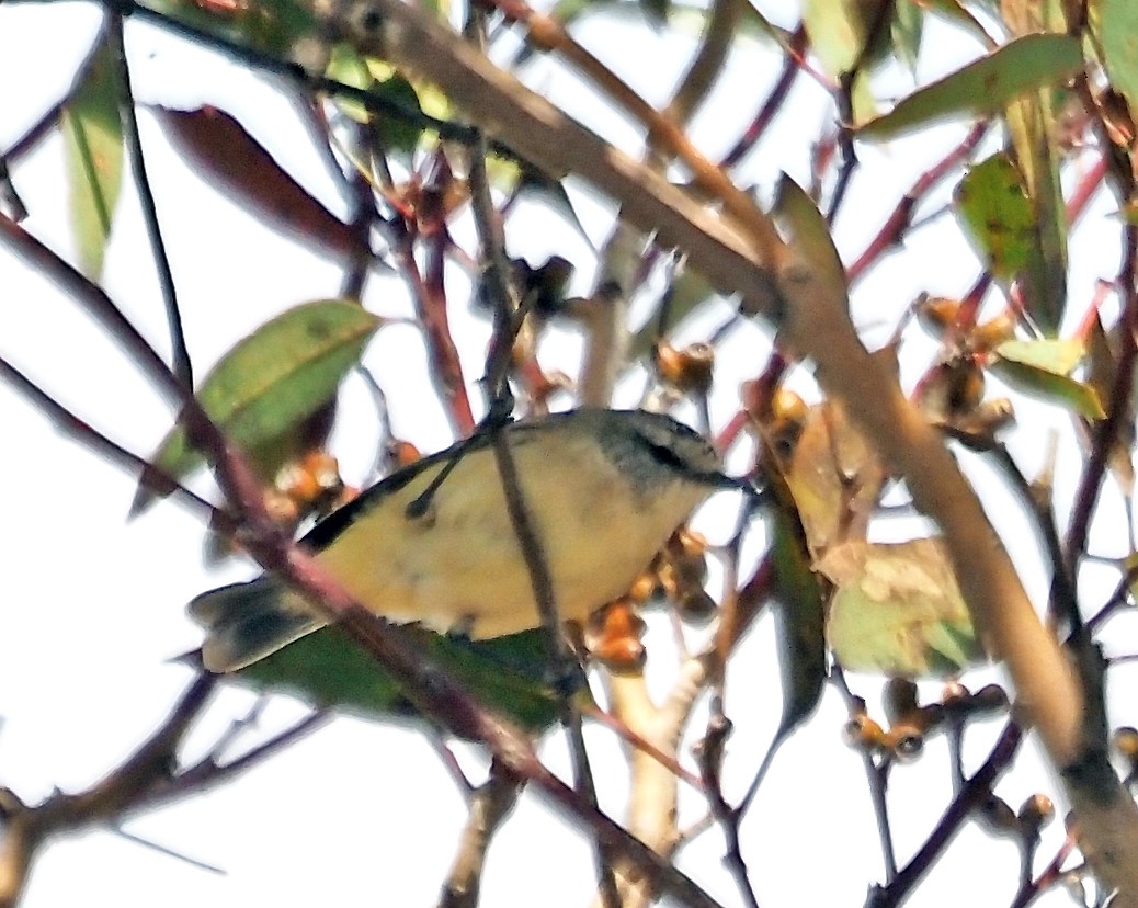 Yellow-rumped Thornbill - ML644067546