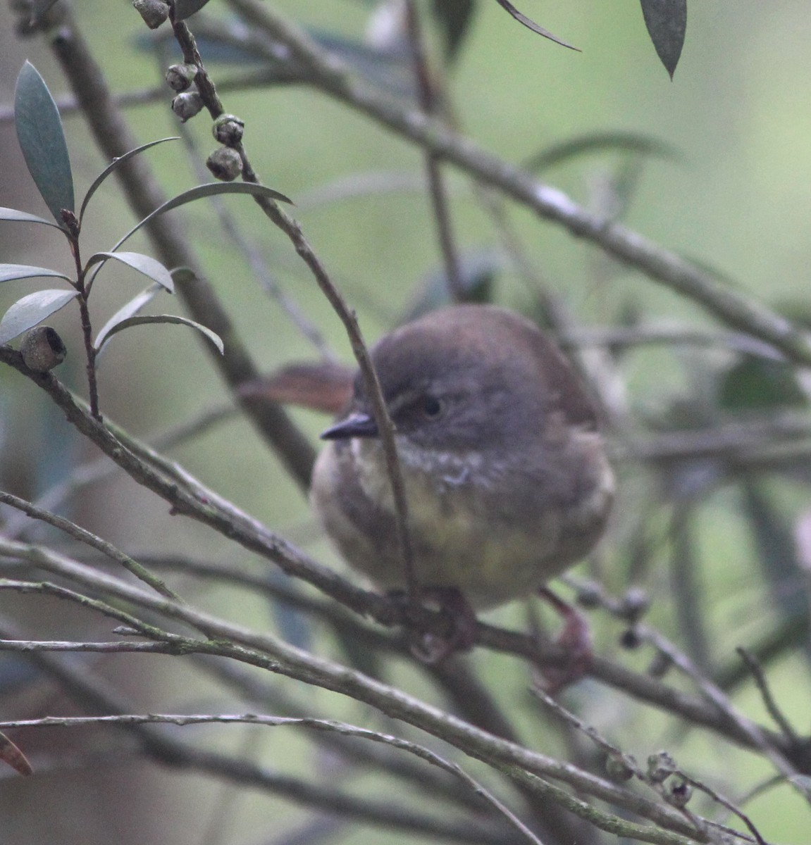 White-browed Scrubwren - ML644067549