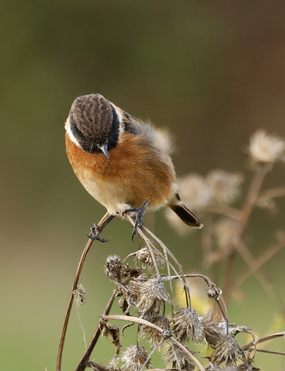 European Stonechat - ML644067550