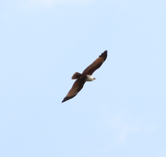 栗鳶 - ML644067551