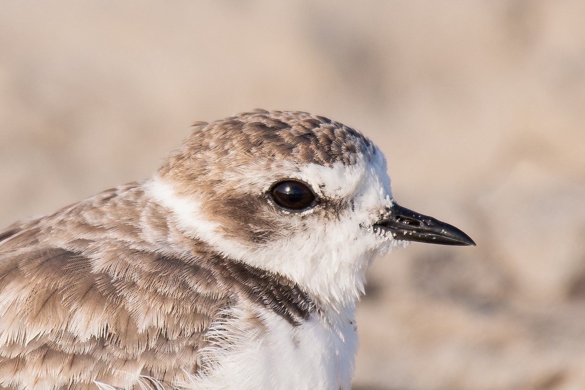 Snowy Plover - ML644067557
