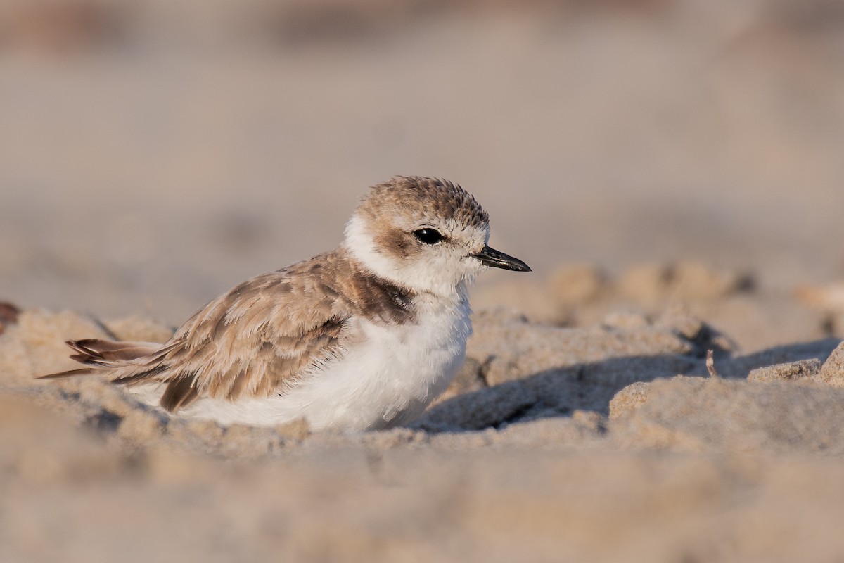 Snowy Plover - ML644067558
