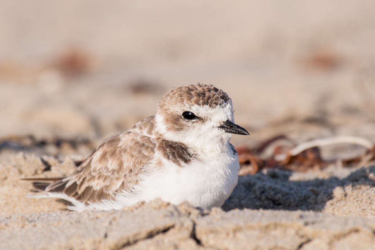 Snowy Plover - ML644067559