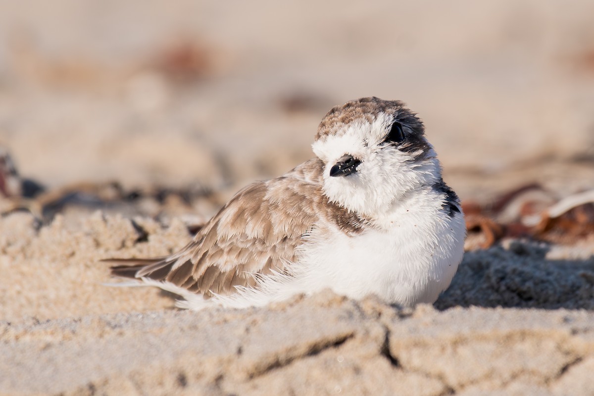 Snowy Plover - ML644067560