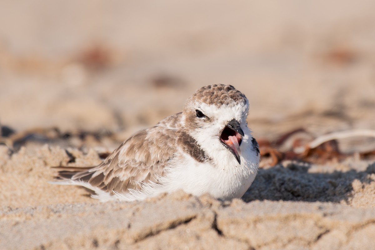 Snowy Plover - ML644067561