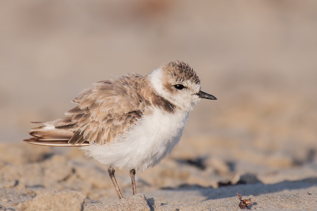 Snowy Plover - ML644067562
