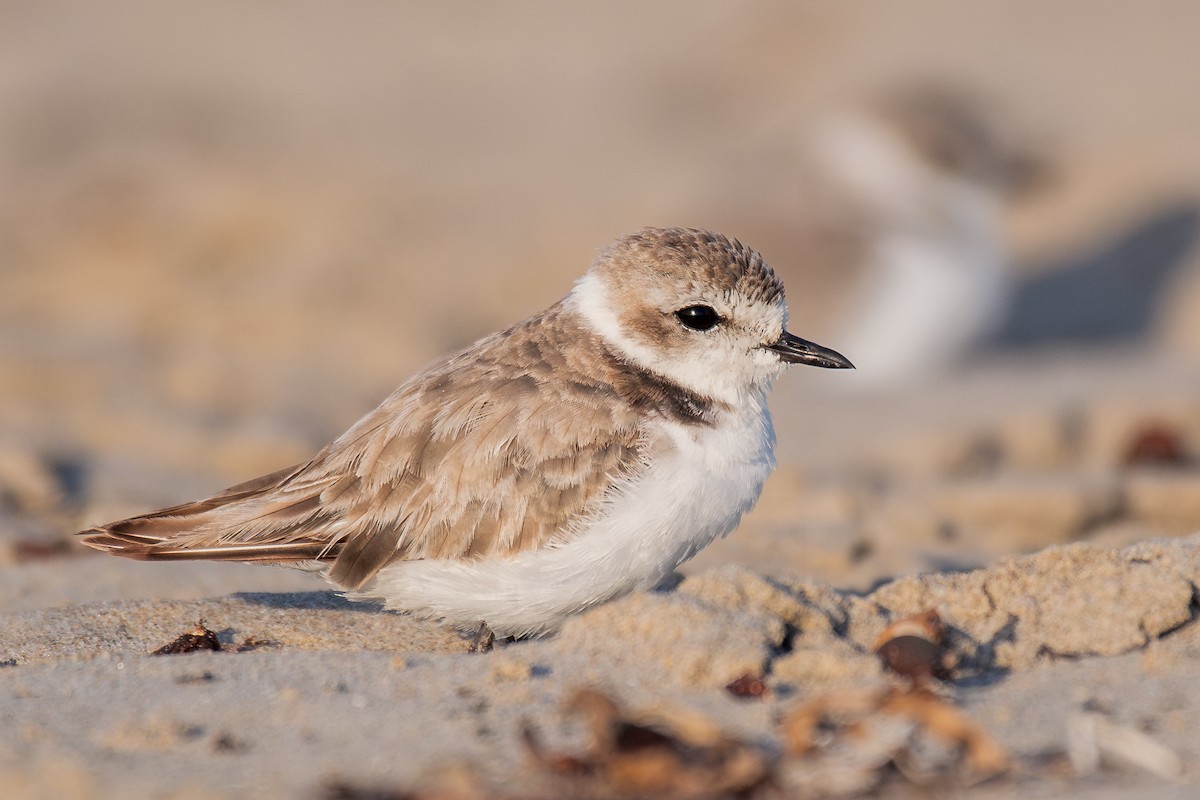Snowy Plover - ML644067563
