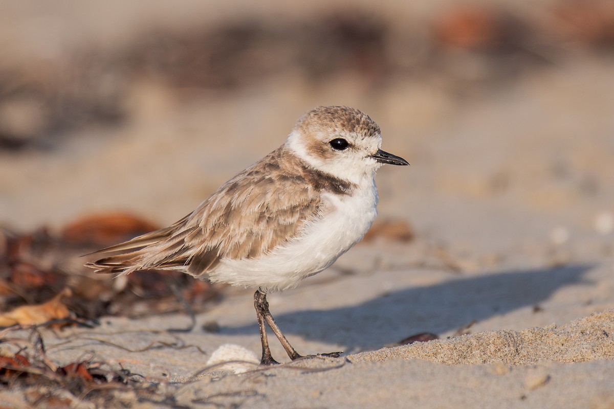 Snowy Plover - ML644067564