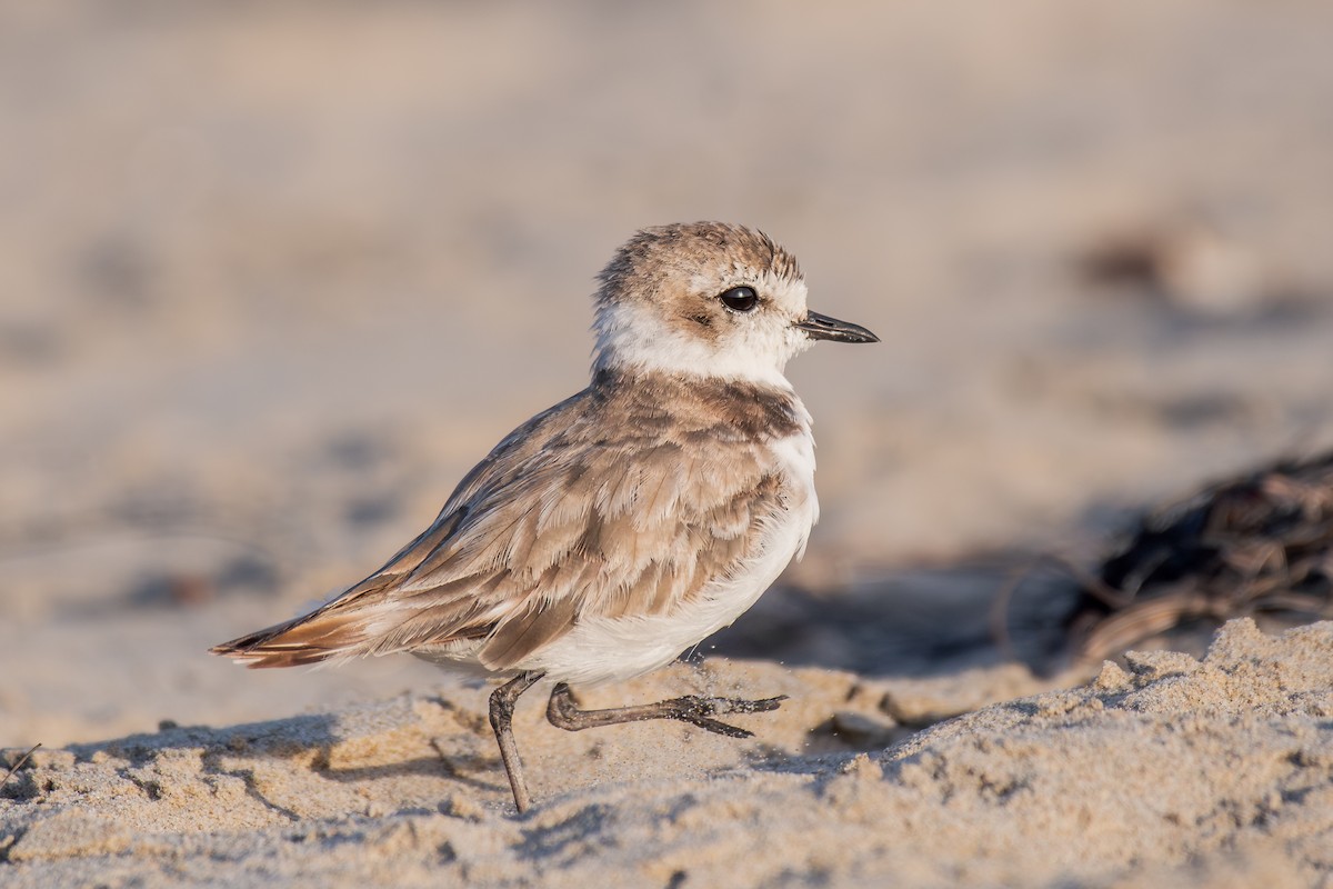Snowy Plover - ML644067566