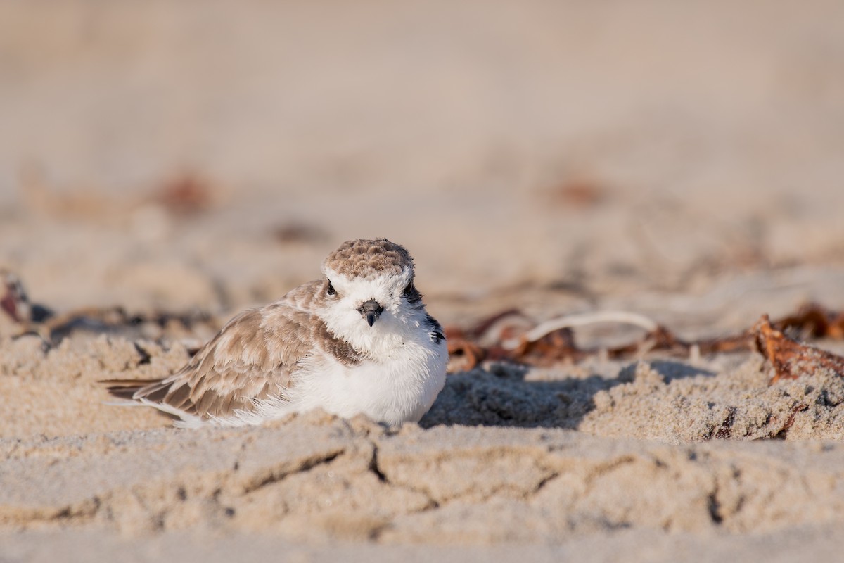 Snowy Plover - ML644067567