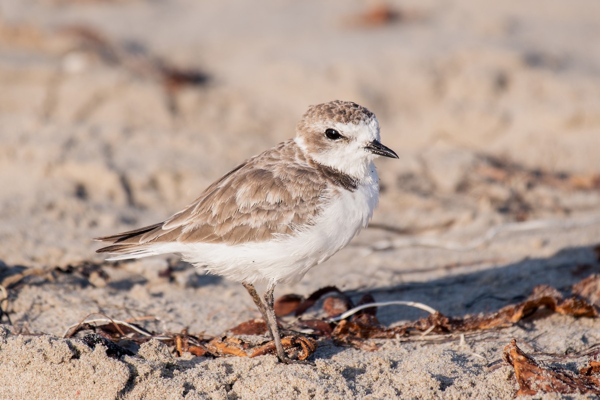 Snowy Plover - ML644067568