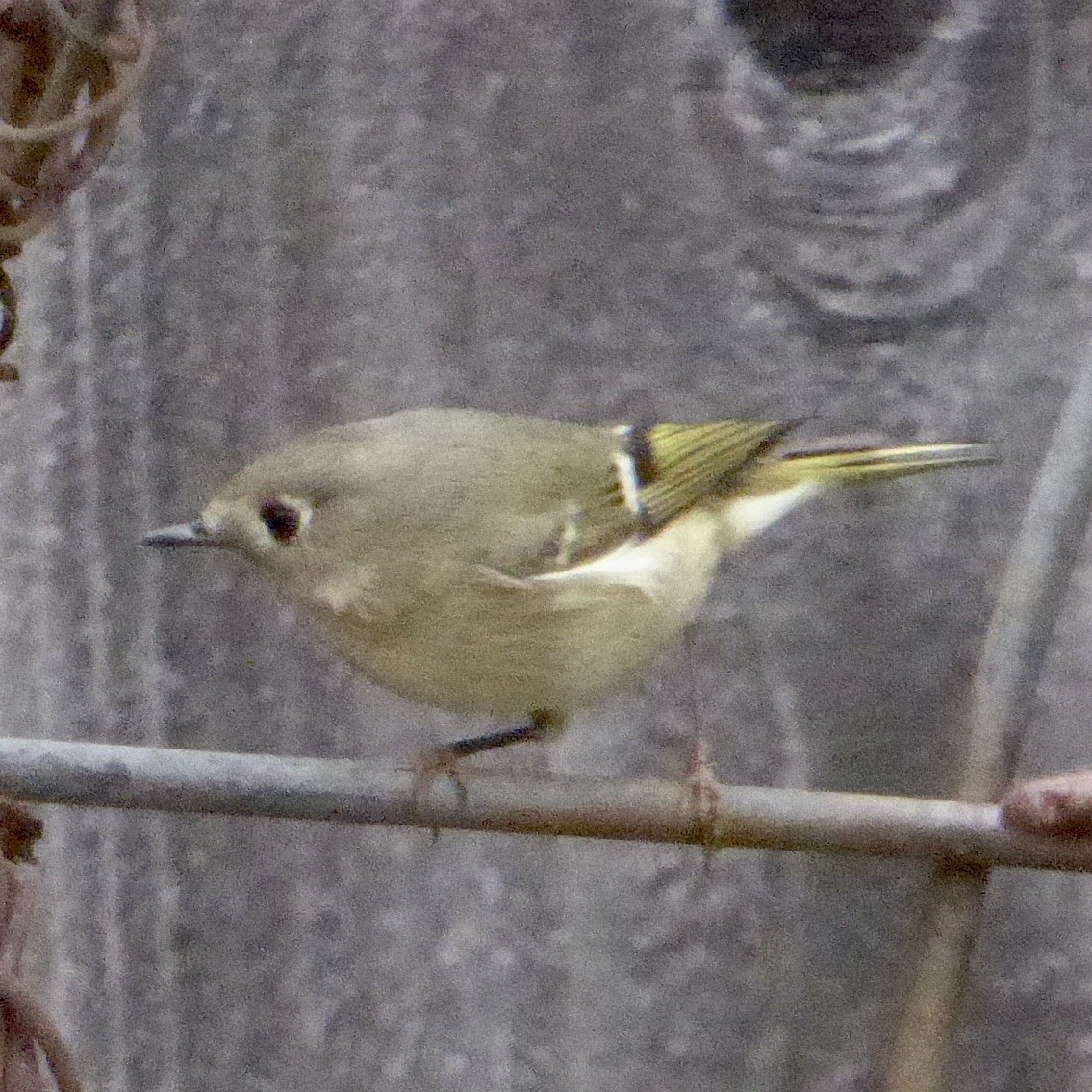 Ruby-crowned Kinglet - ML644067588