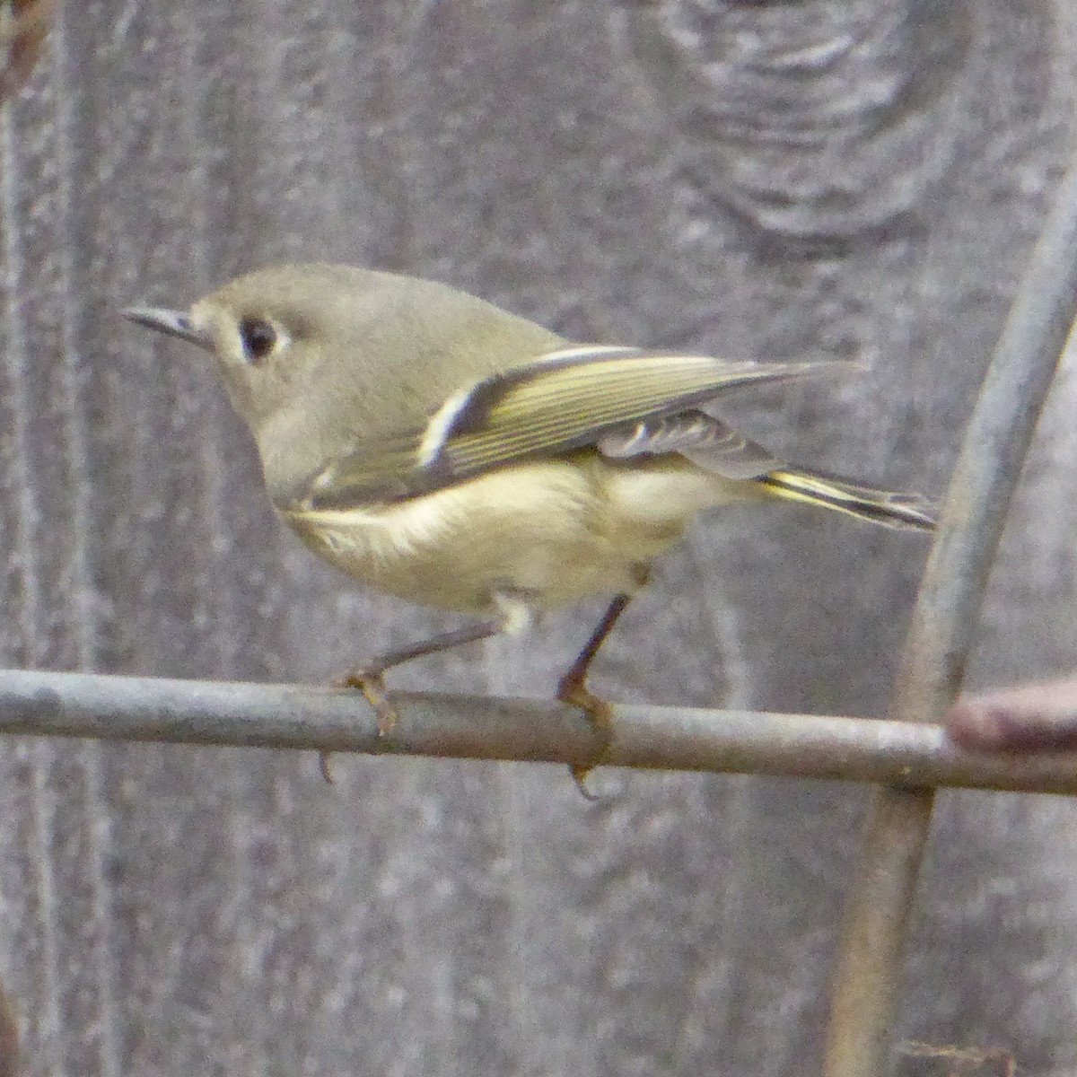 Ruby-crowned Kinglet - ML644067589