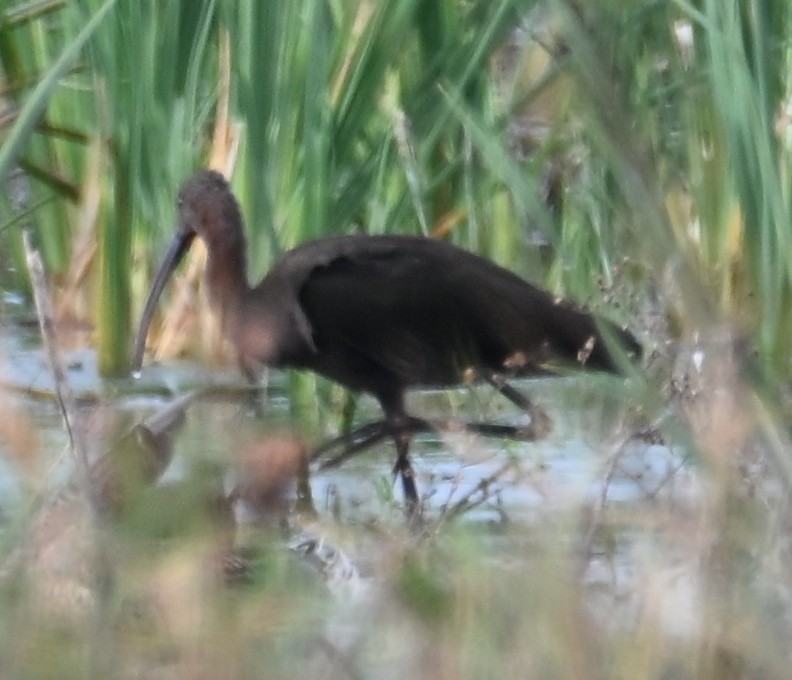 ibis americký - ML644067618
