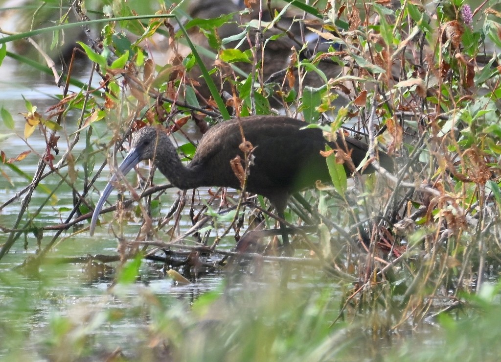 ibis americký - ML644067619