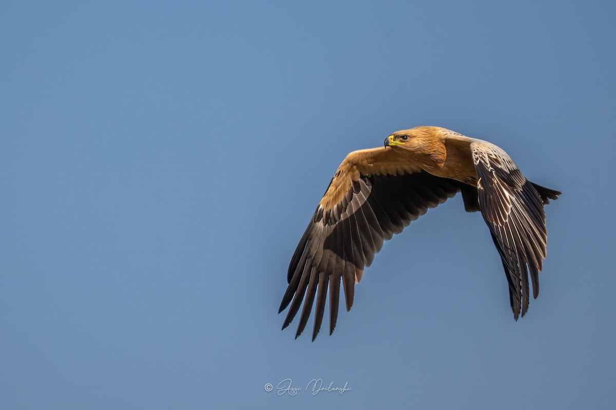 Schelladler - ML644067633