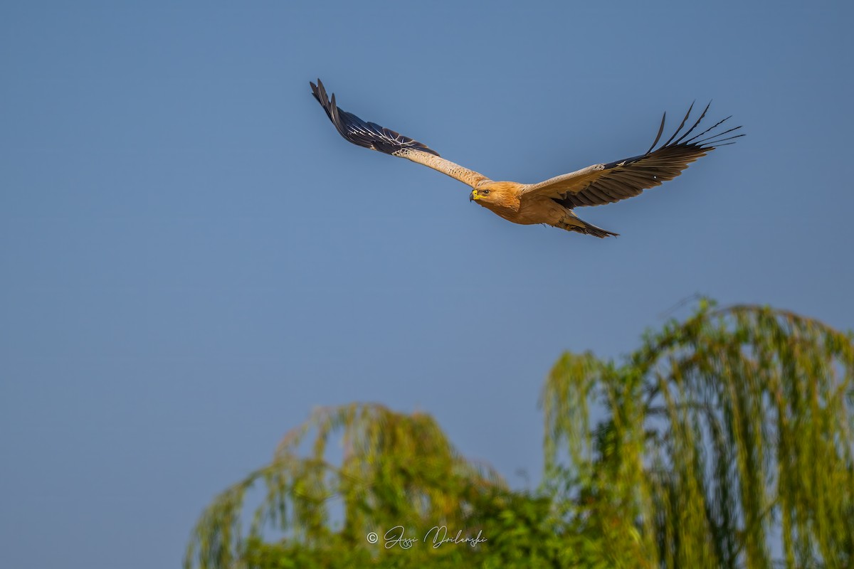 Schelladler - ML644067634