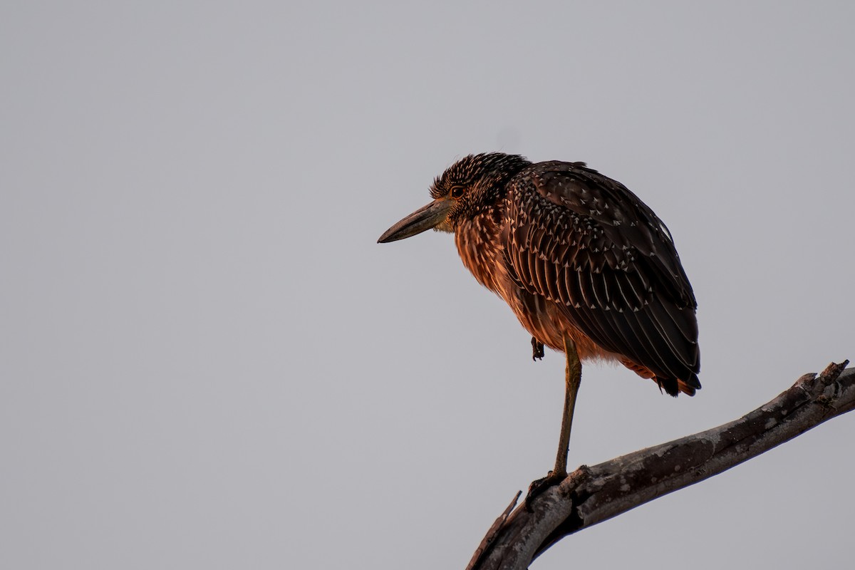 Yellow-crowned Night Heron - ML644067635
