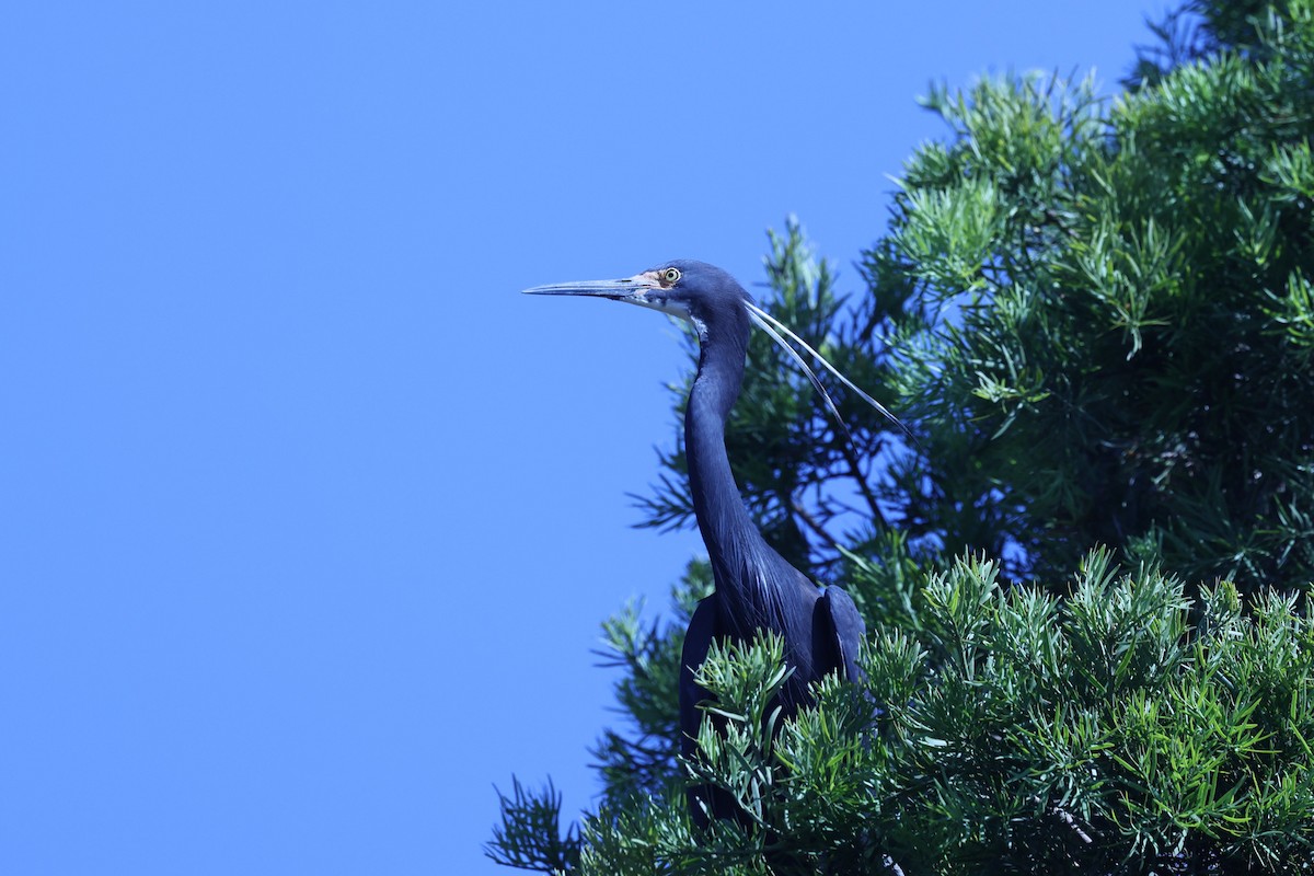 Little Egret (Dimorphic) - ML644067664