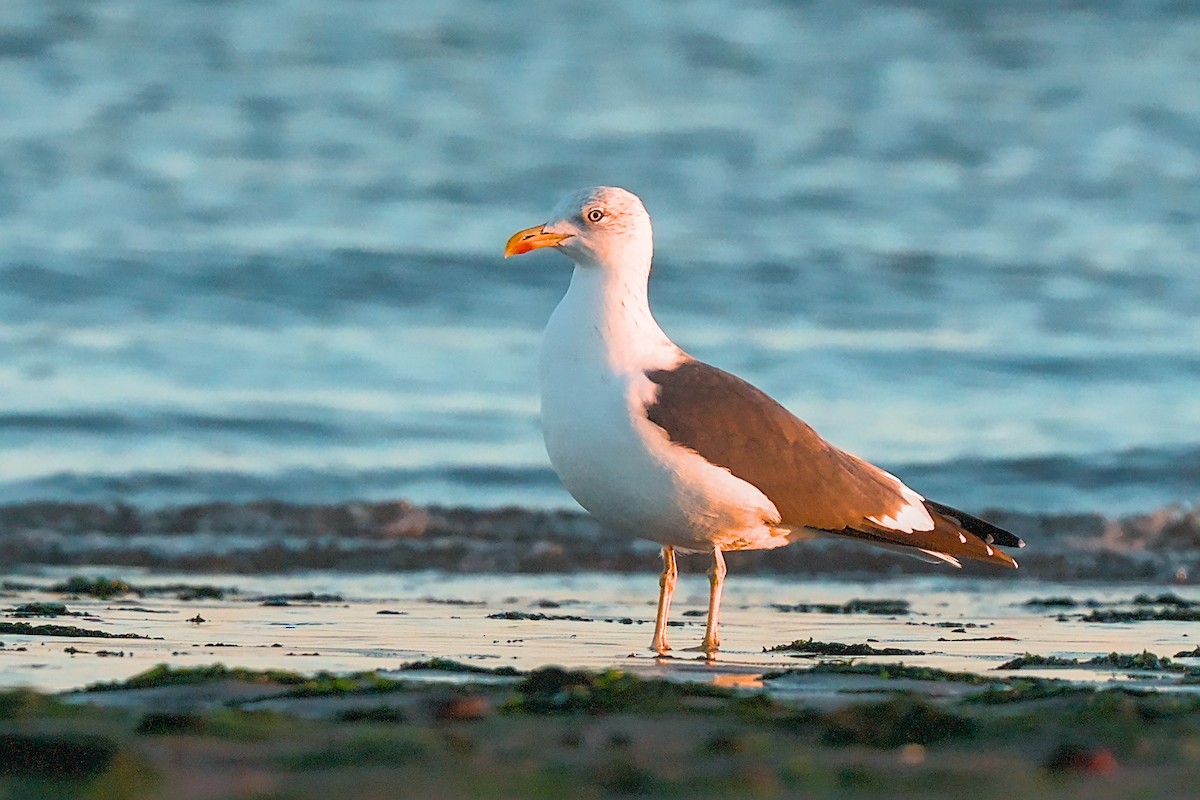 Lesser Black-backed Gull - ML644067666