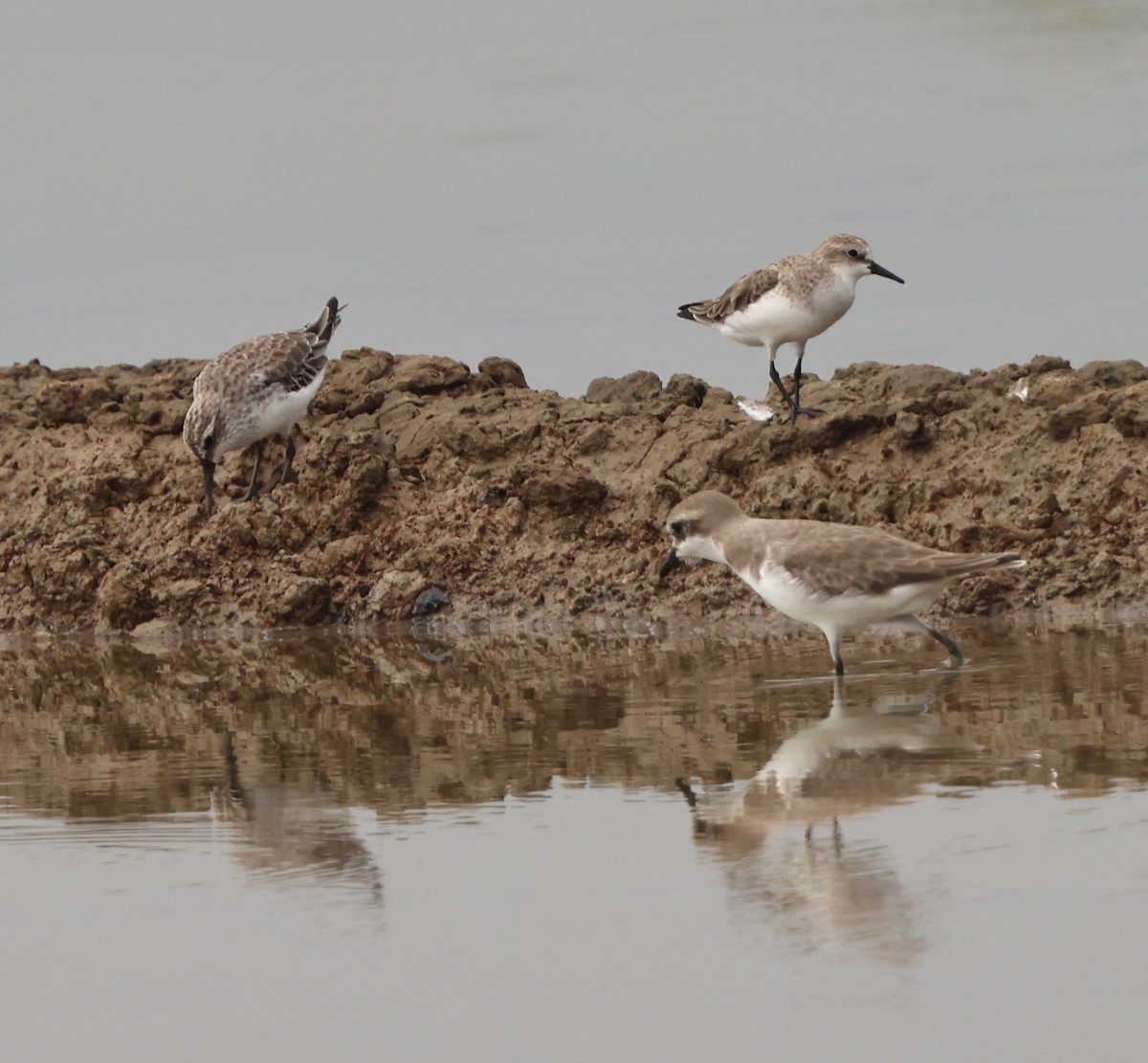 Грязовик - ML644067669