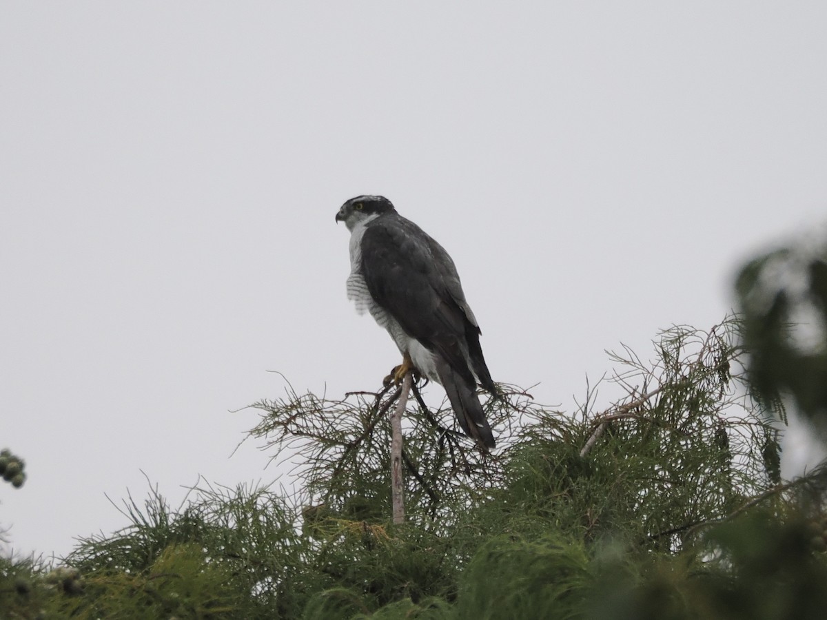 Eurasian Goshawk - ML644067670