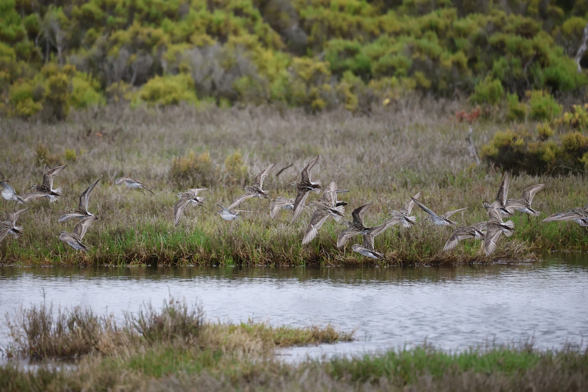 Сүүл элсэг - ML644067676